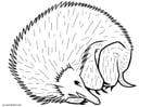 Malvorlagen Igel