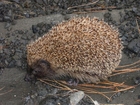 Foto igel