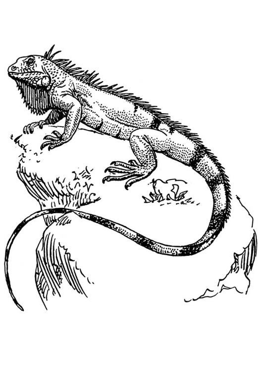 Malvorlage  Iguana