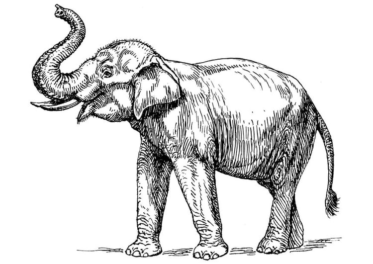 Malvorlage  indischer Elefant