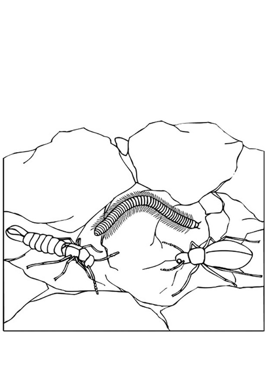 Malvorlage  Insekten