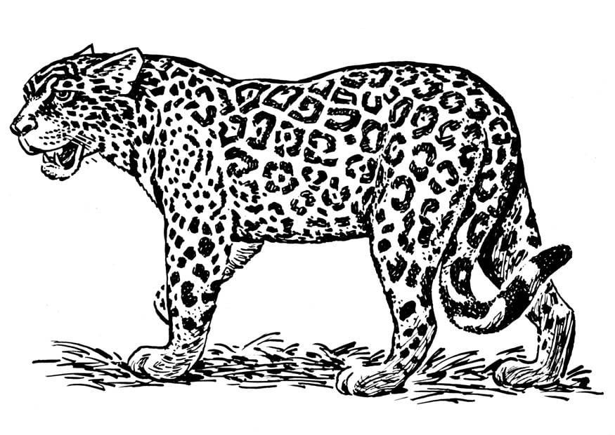 ausmalbilder jaguar