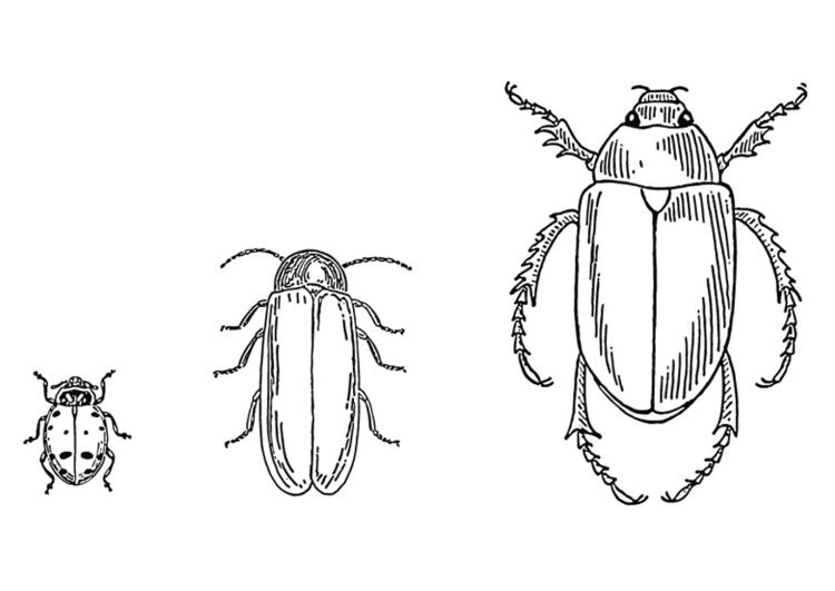 Malvorlage Käfer - Kostenlose Ausmalbilder Zum Ausdrucken - Bild 13267.