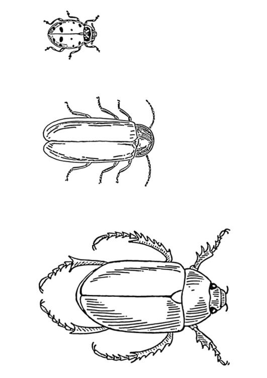 Malvorlage Käfer - Kostenlose Ausmalbilder Zum Ausdrucken - Bild 13267.