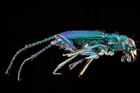 Foto käfer