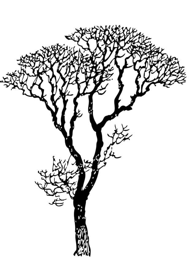 Malvorlage  kahler Baum