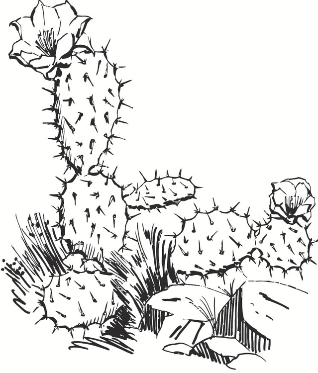 Malvorlage  Kaktus