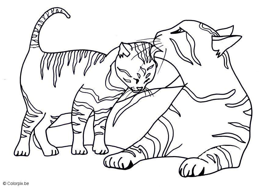 baby cat and baby seal coloring pages - photo #19