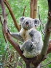 Foto koala beutelbär