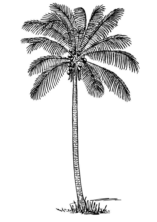 Malvorlage  Kokospalme