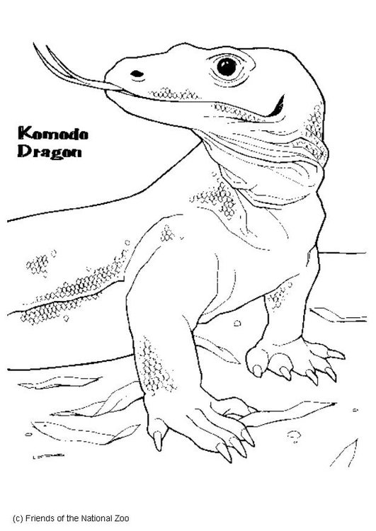 Malvorlage  Komodowaran