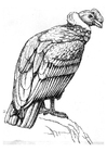 Malvorlage kondor