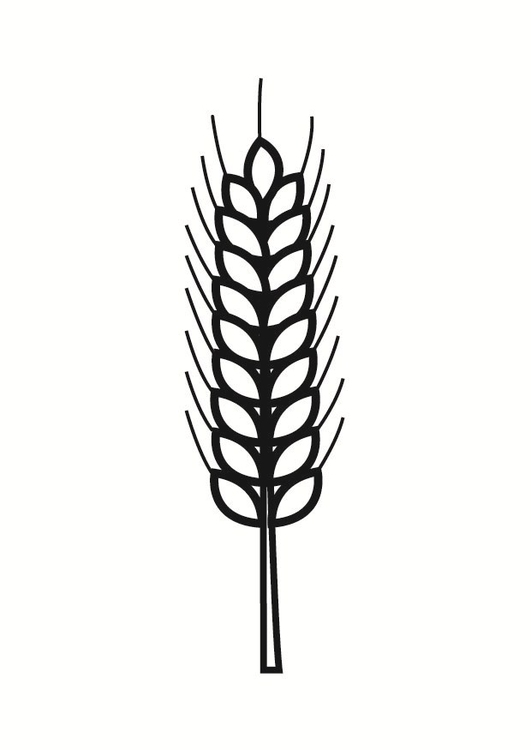 Malvorlage korn information