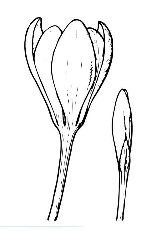 Malvorlage Krokus - Kostenlose Ausmalbilder Zum Ausdrucken - Bild 22346.