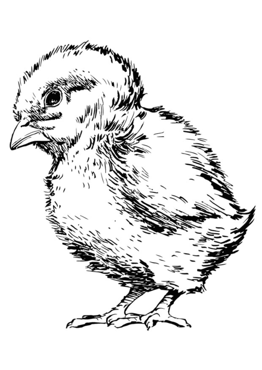 Malvorlage Küken - Kostenlose Ausmalbilder Zum Ausdrucken - Bild 13714.