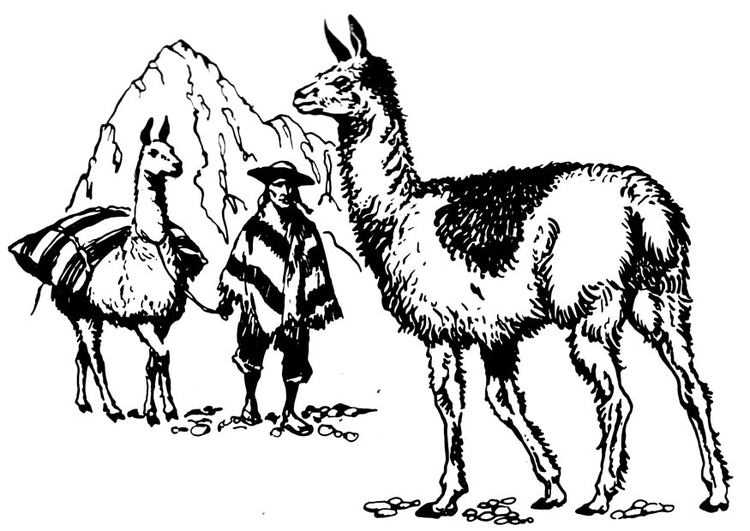 Malvorlage  Lama