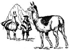 Malvorlage  Lama