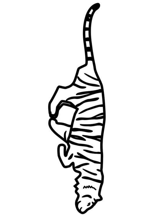 laufender Tiger