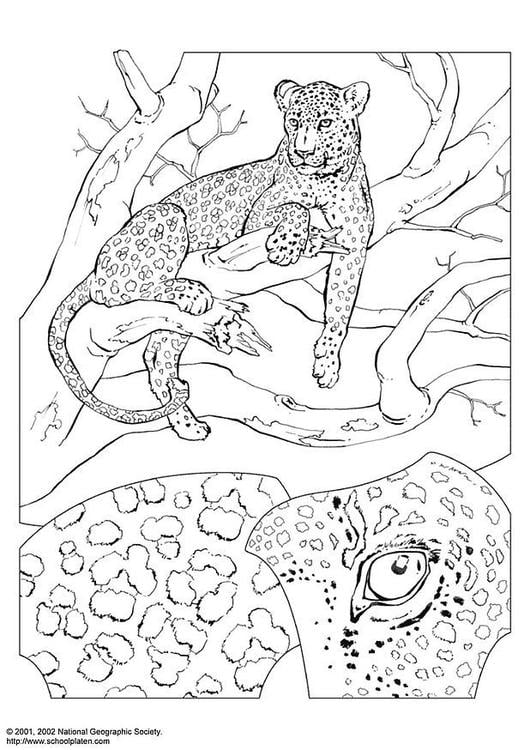 Leopard