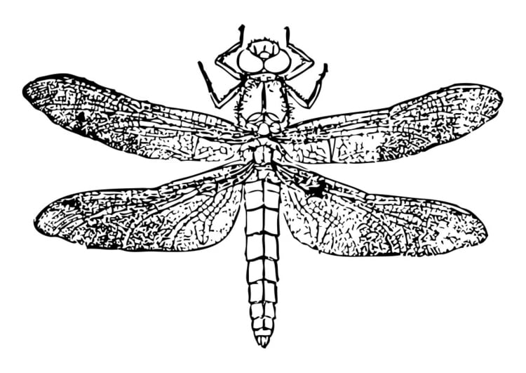 Malvorlage  Libelle