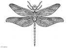 Malvorlagen Libelle