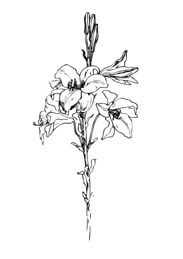 Malvorlage Lilie - Kostenlose Ausmalbilder Zum Ausdrucken - Bild 11715.