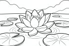 Lotosblume