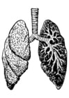 Malvorlagen Lunge