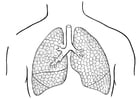 Malvorlagen Lungen