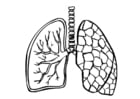 Malvorlage  Lungen
