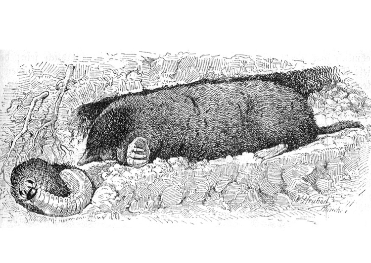 Ausmalbild Maulwurf