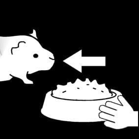 Malvorlage  Meerschwein - fÃ¼ttern