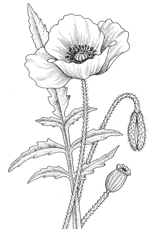 Malvorlage  Mohnblume