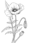 Malvorlage  Mohnblume