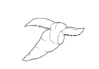 Malvorlage  MohrrÃ¼be