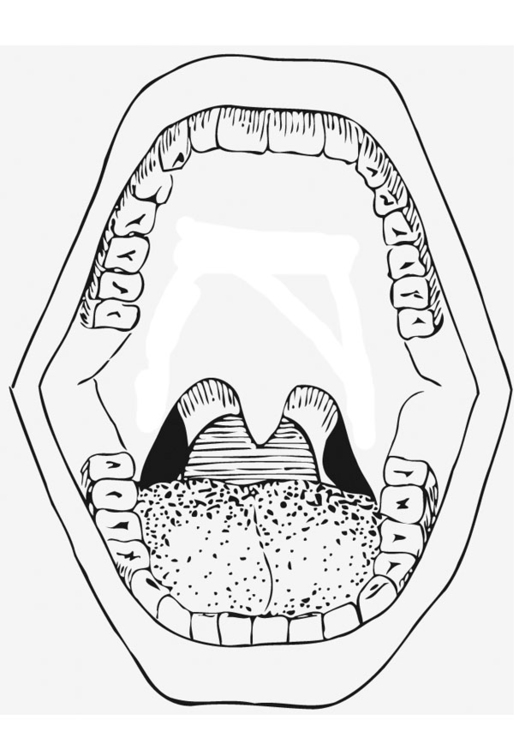 Malvorlage  Mund