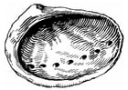 Malvorlagen Muschel - Seeohr