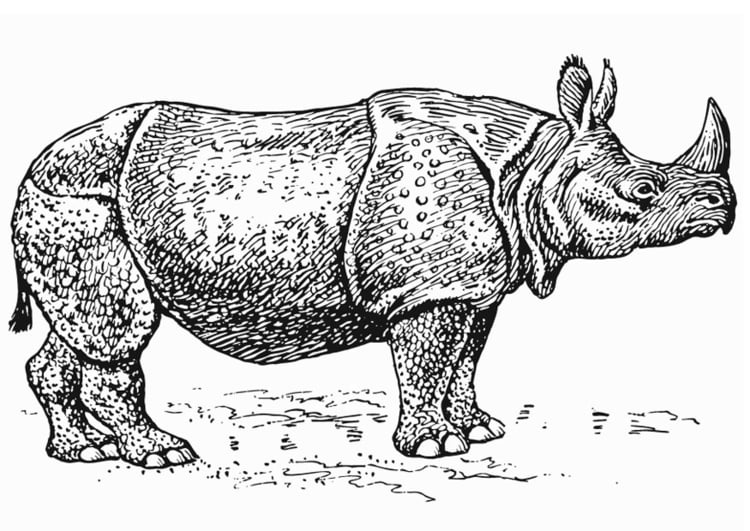 Malvorlage  Nashorn