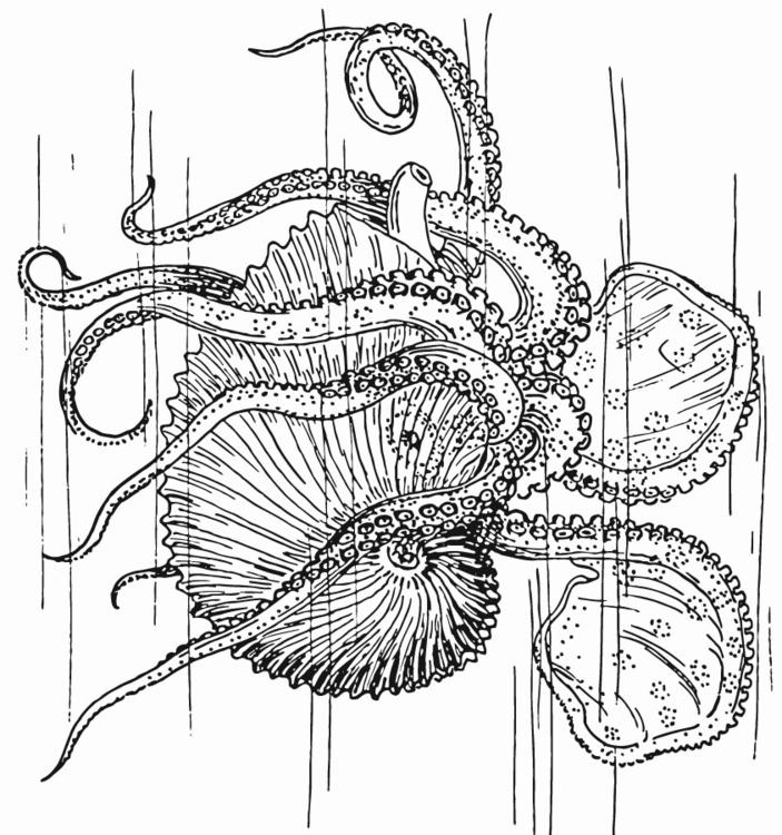 Nautilus - Tintenfisch