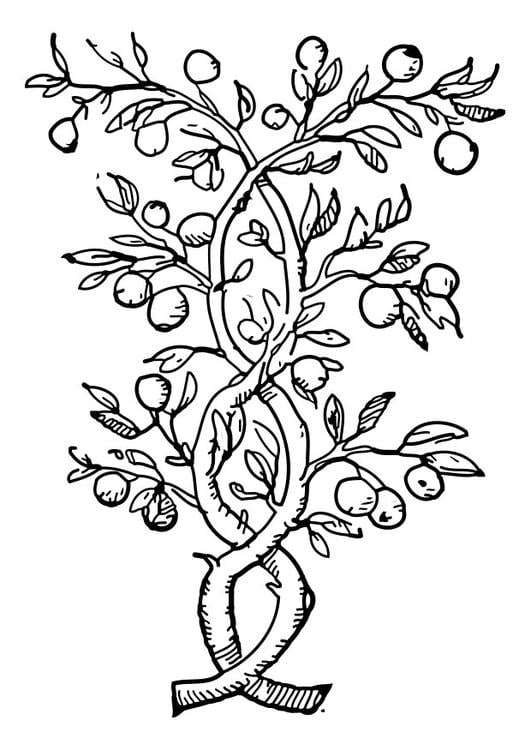 Obstbaum