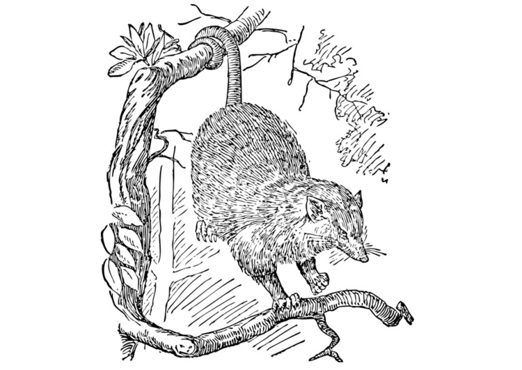 Malvorlage  Opossum