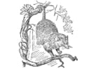 Malvorlage  Opossum