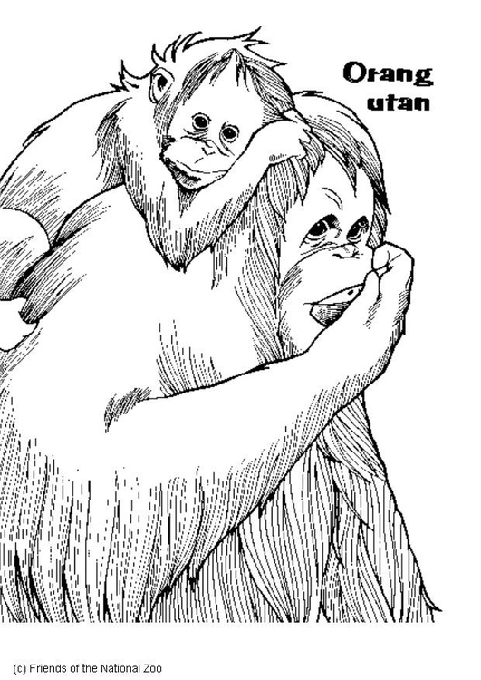 malvorlage orangutan  kostenlose ausmalbilder zum