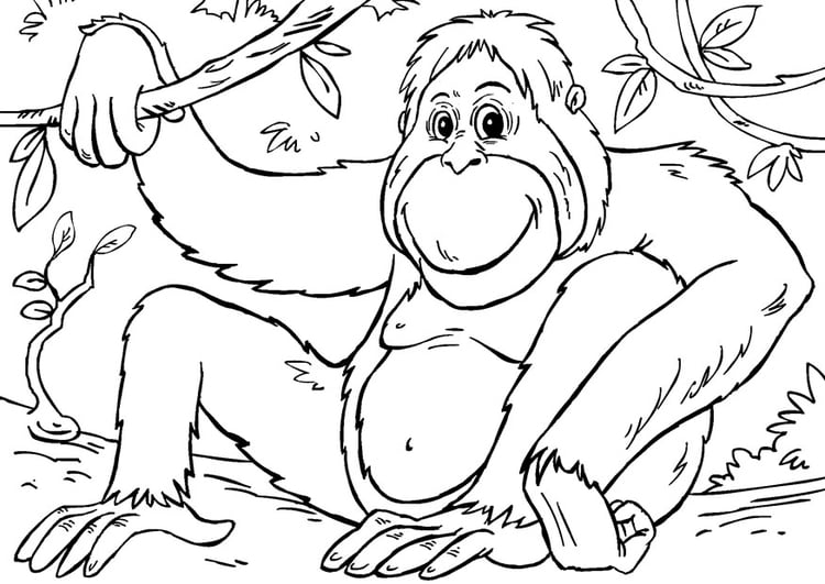 Malvorlage  Orangutan