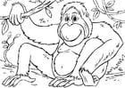 Malvorlagen Orangutan