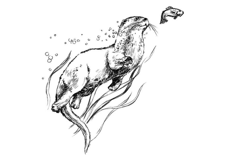 Malvorlage otter Kostenlose Ausmalbilder Zum Ausdrucken