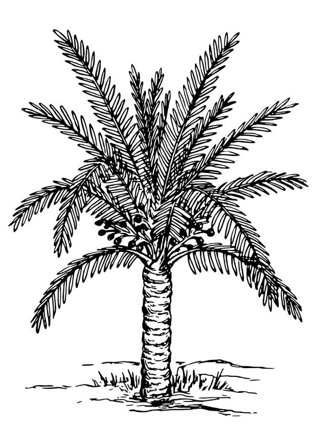 Malvorlage Palme Kostenlose Ausmalbilder Zum Ausdrucken
