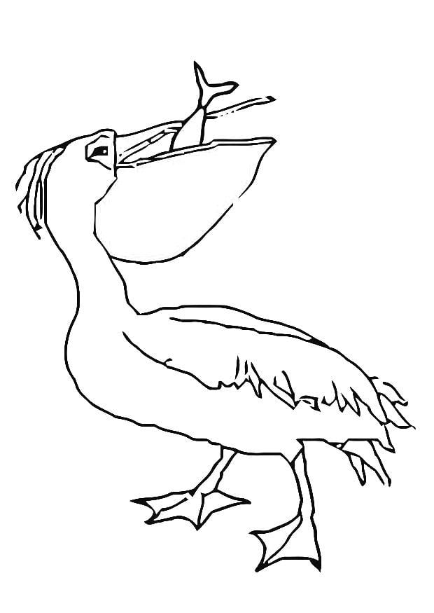 Malvorlage  Pelikan mit Fisch