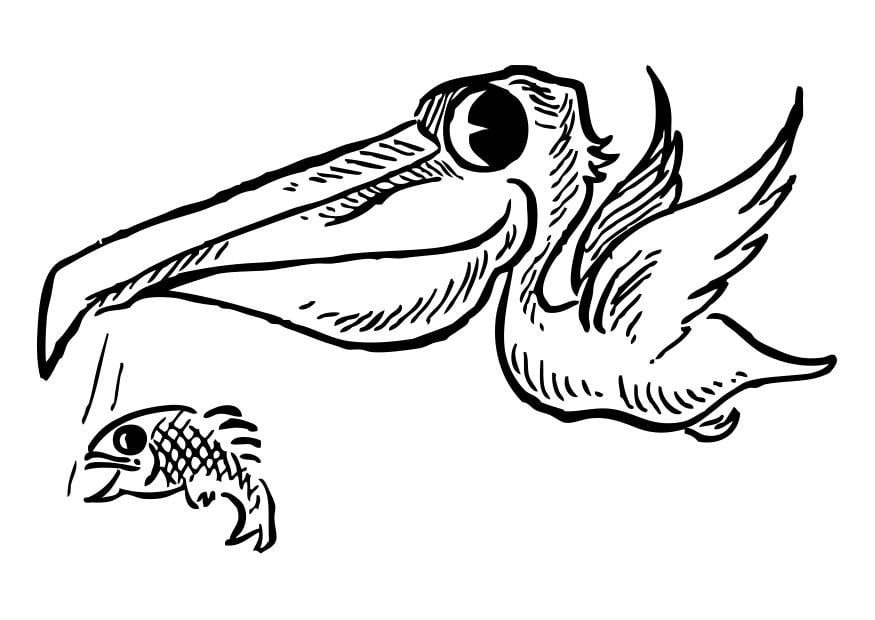 Malvorlage  Pelikan mit Fisch