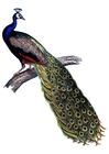 Bild pfau